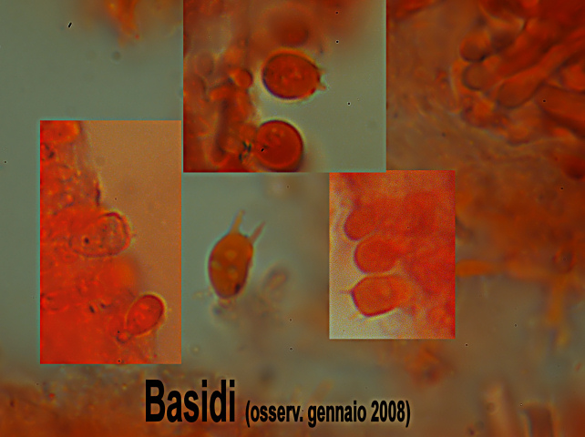 Skeletocutis vulgaris (Fries) Niemel & Y.C. Dai